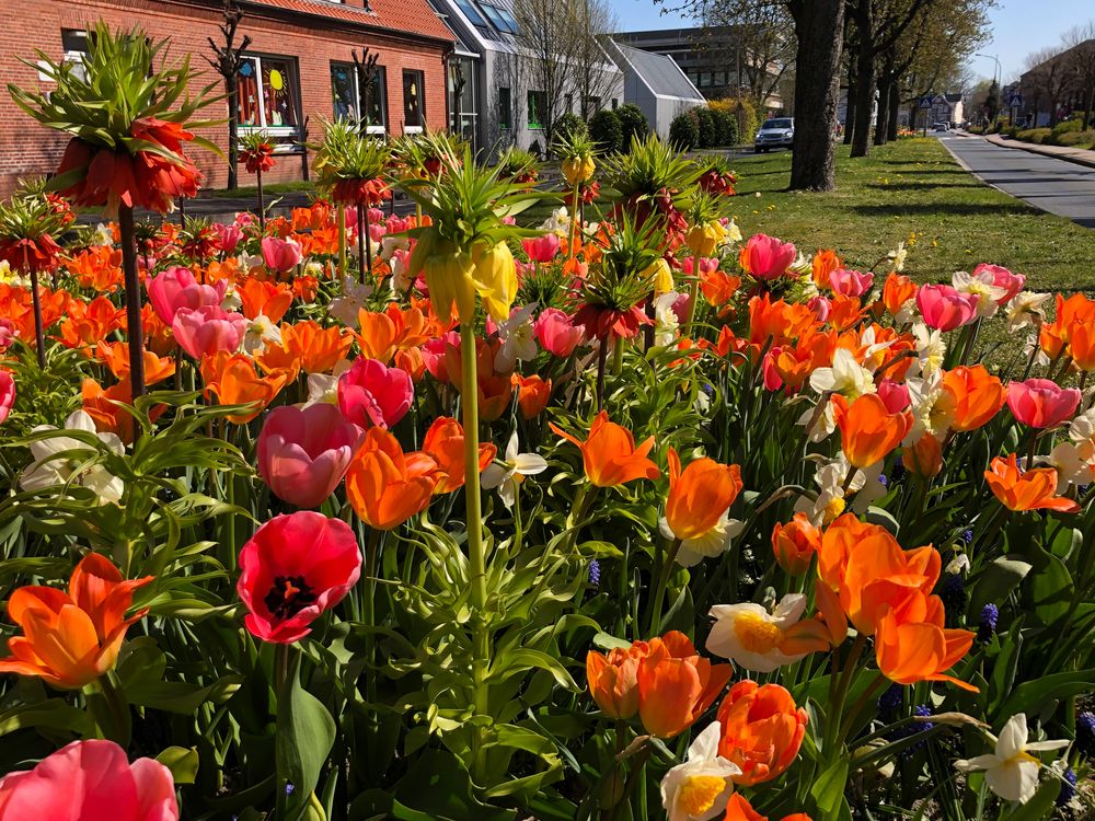 Blumenwiese am Fischteichweg in Aurich