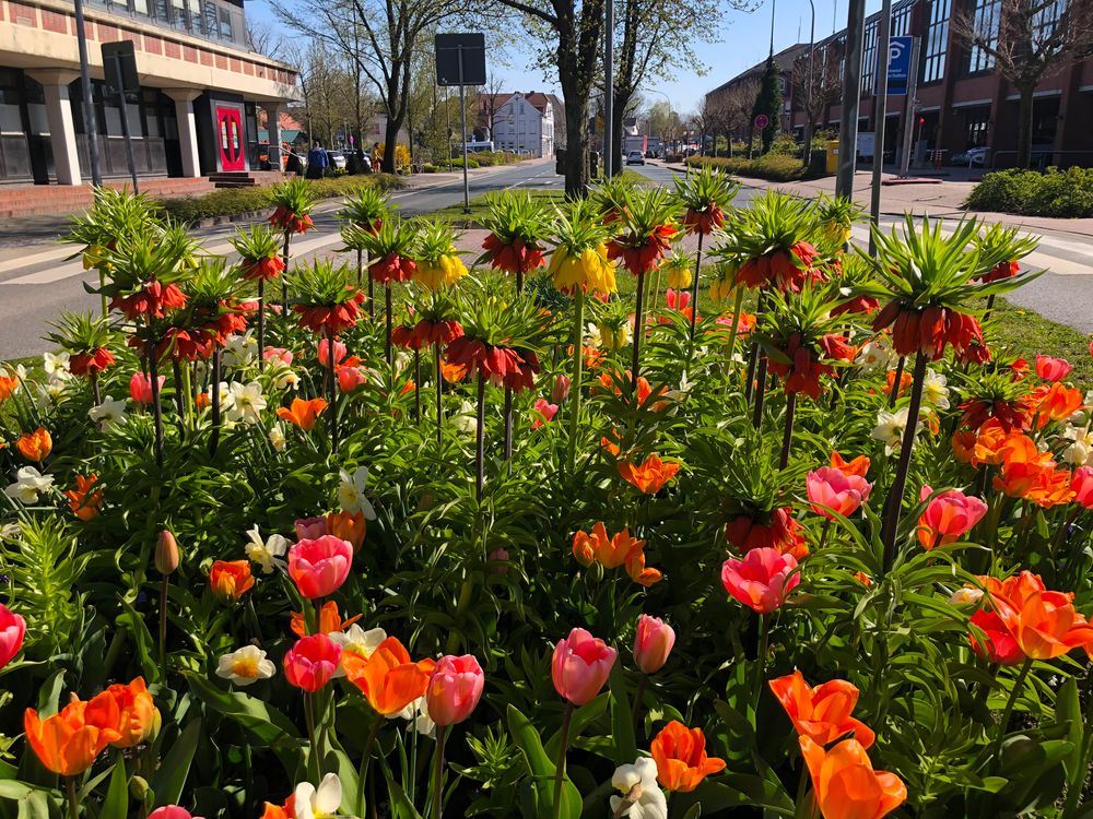 Blumenwiese am Fischteichweg in Aurich