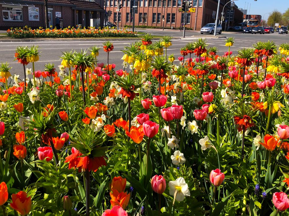 Blumenwiese an der Ostertorkreuzung in Aurich