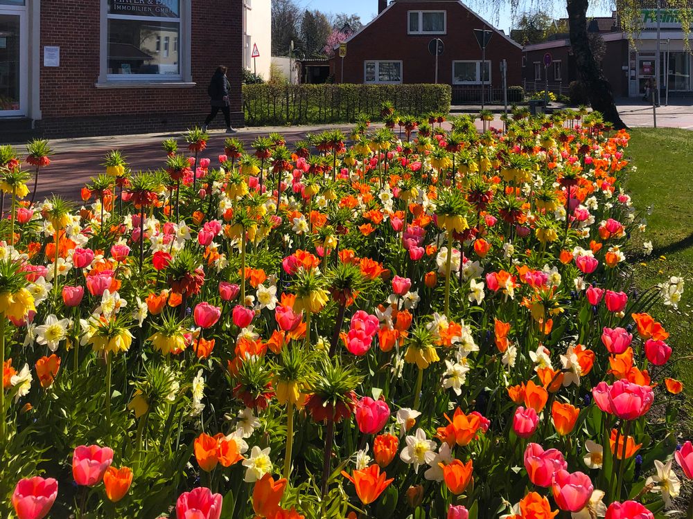 Blumenwiese an der Ostertorkreuzung in Aurich 