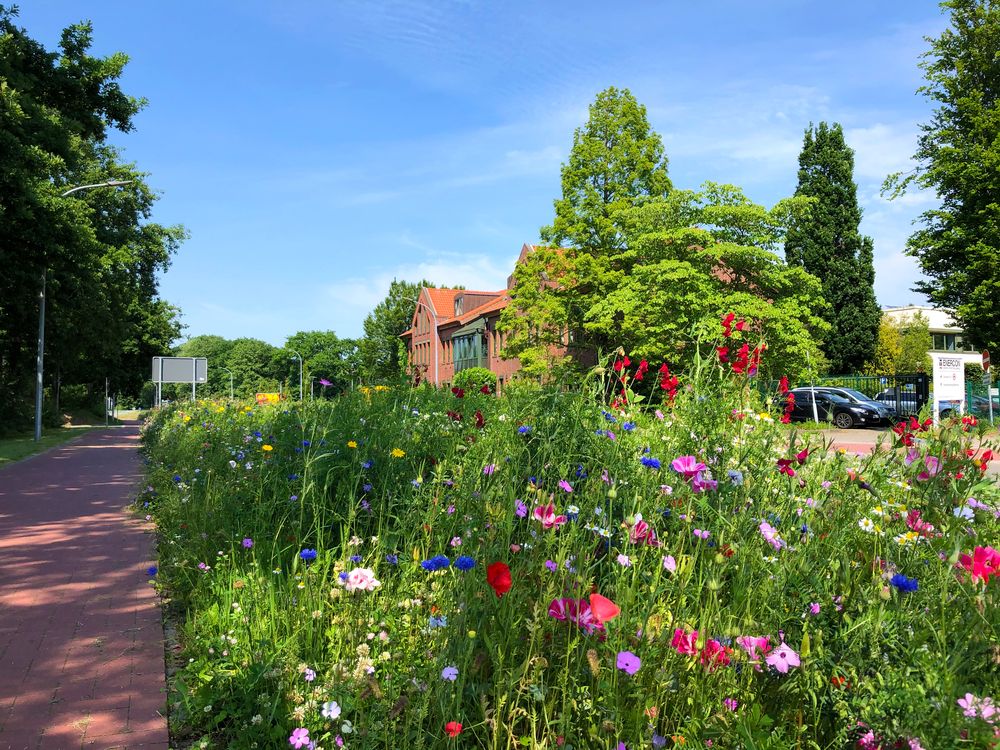 Eine blühende Blumenwiese