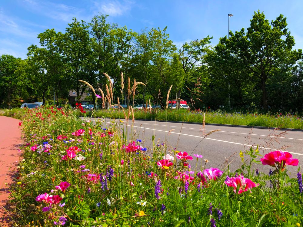 Eine blühende Blumenwiese