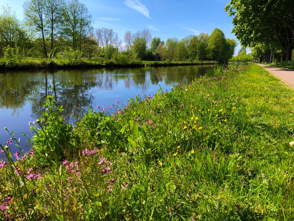 Wildstauden am Ems-Jade-Kanal