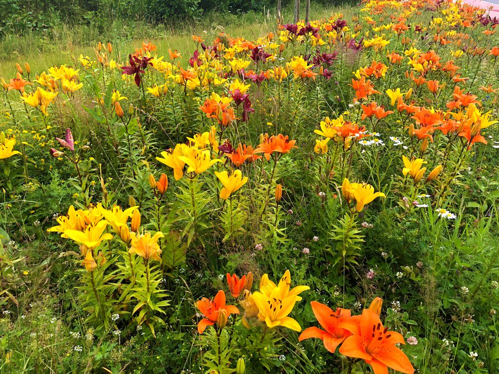 Wiese mit Lilien 