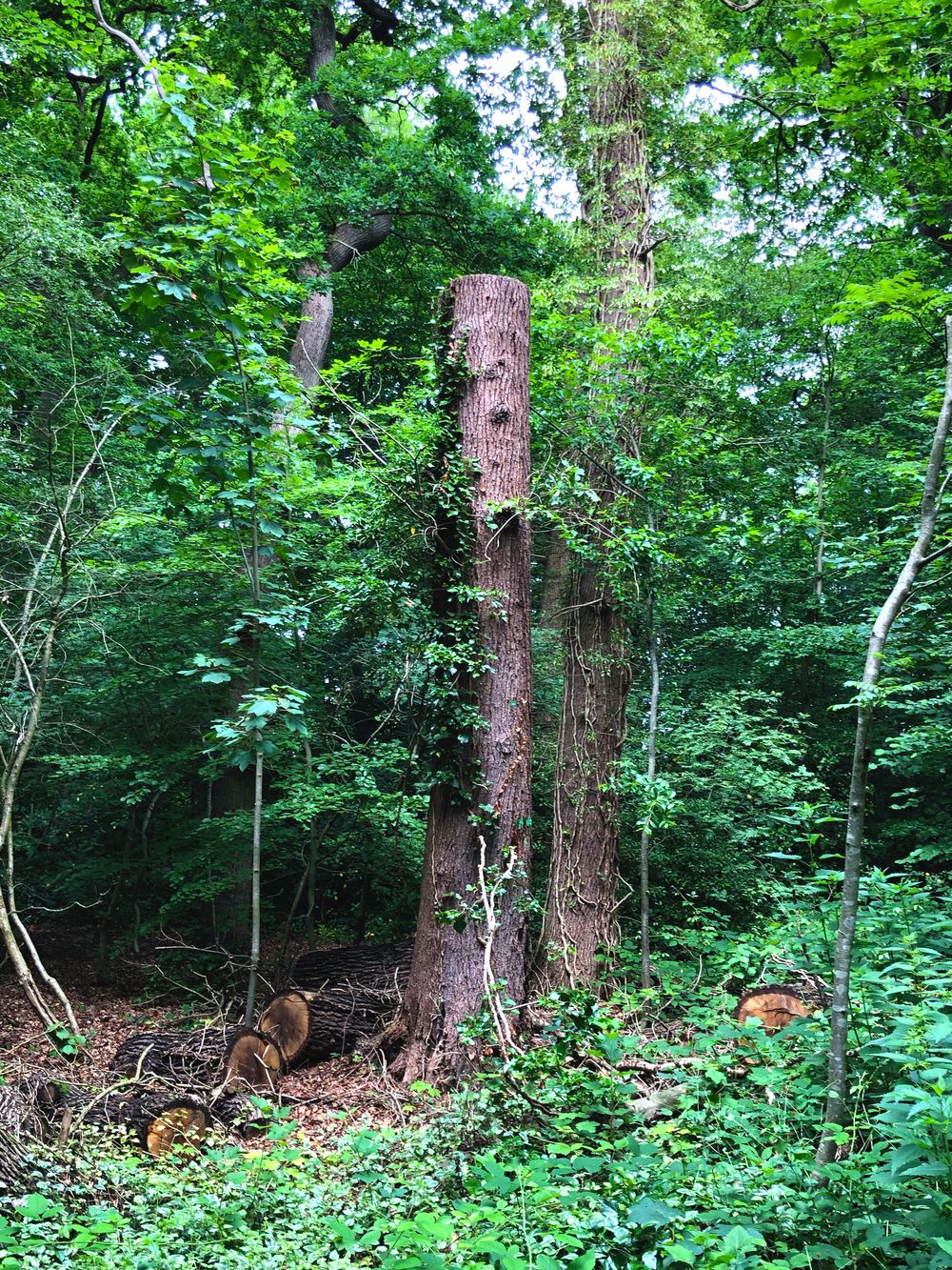 Habitatbaum im Eschener Gehölz