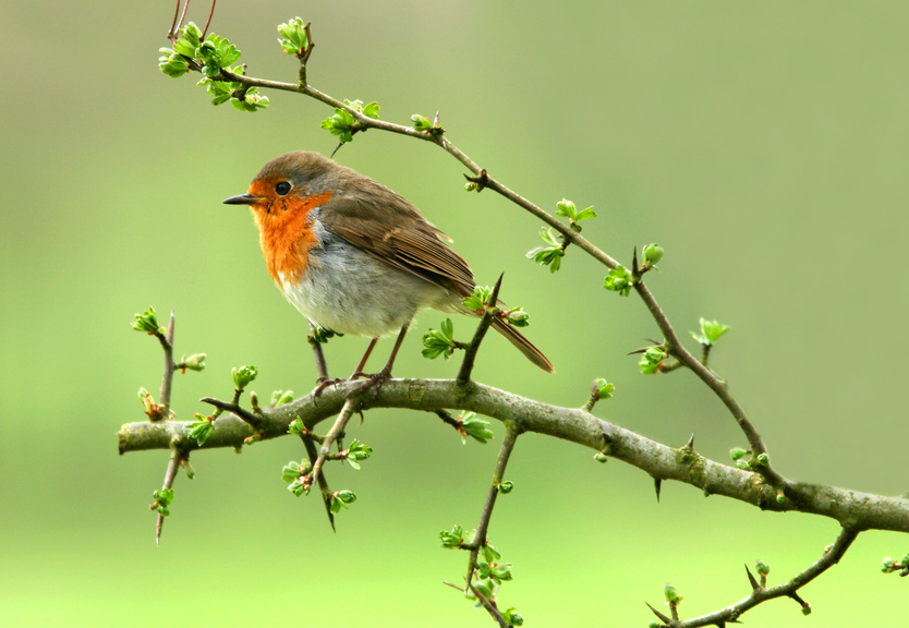 Ein Vogel sitzt auf einem Zweig